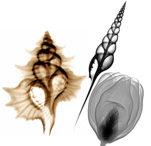 The 